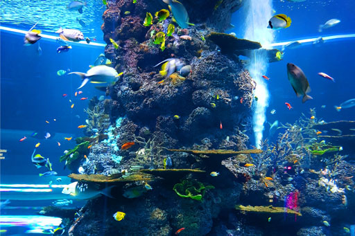 Georgia-Aquarium